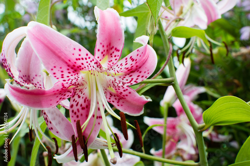 Fototapeta Naklejka Na Ścianę i Meble -  カノコユリ