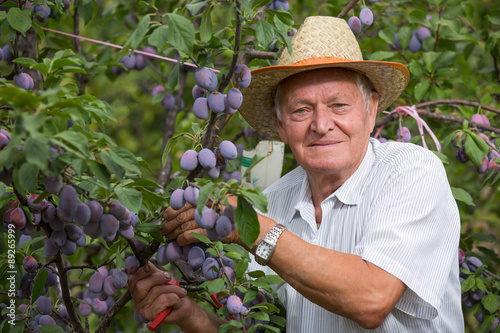 Senior man picking plums in an orchard