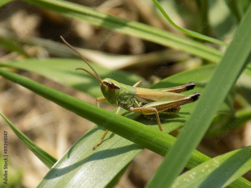 Grasshopper on grass blade Grasshopper on grass blade
