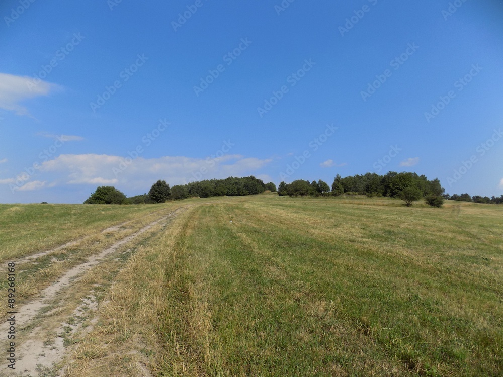 Meadow, path, forest and sky