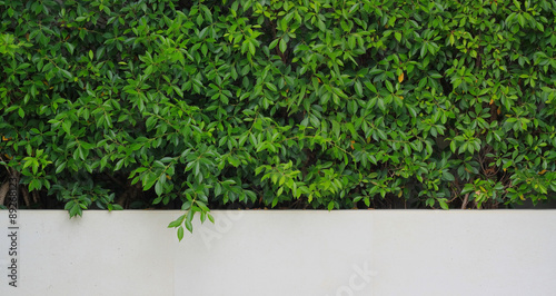Green Plant with white wall