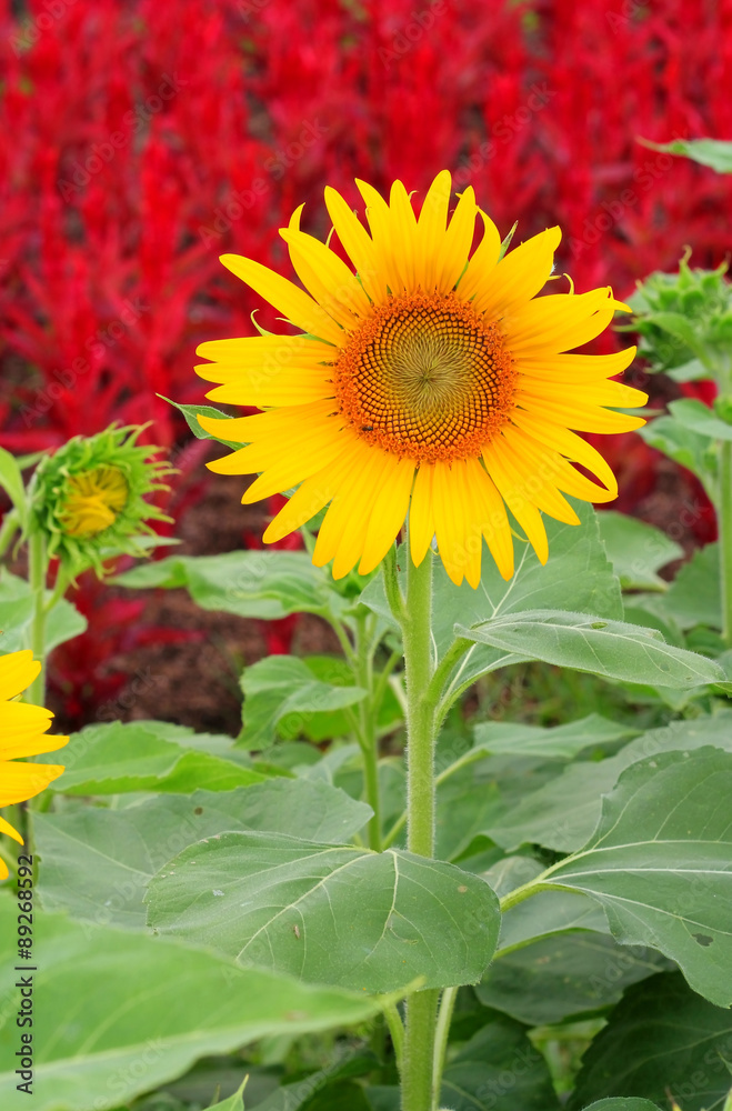 Obraz premium Close-up of sunflower