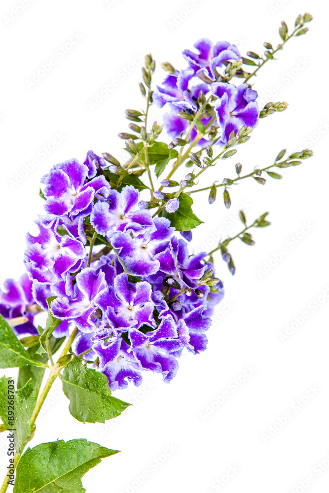 fleurs de duranta sur fond blanc fleurs de duranta sur fond blanc