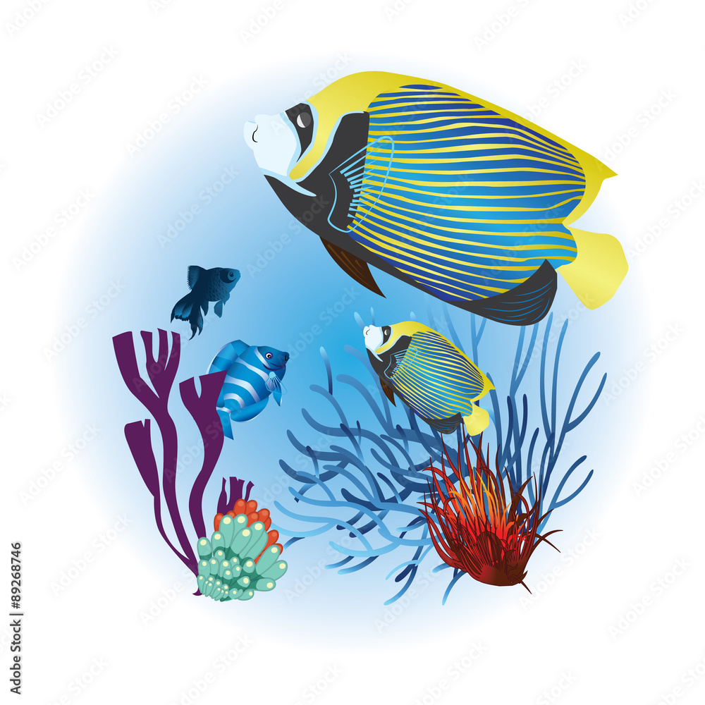 Fototapeta premium fish aquarium