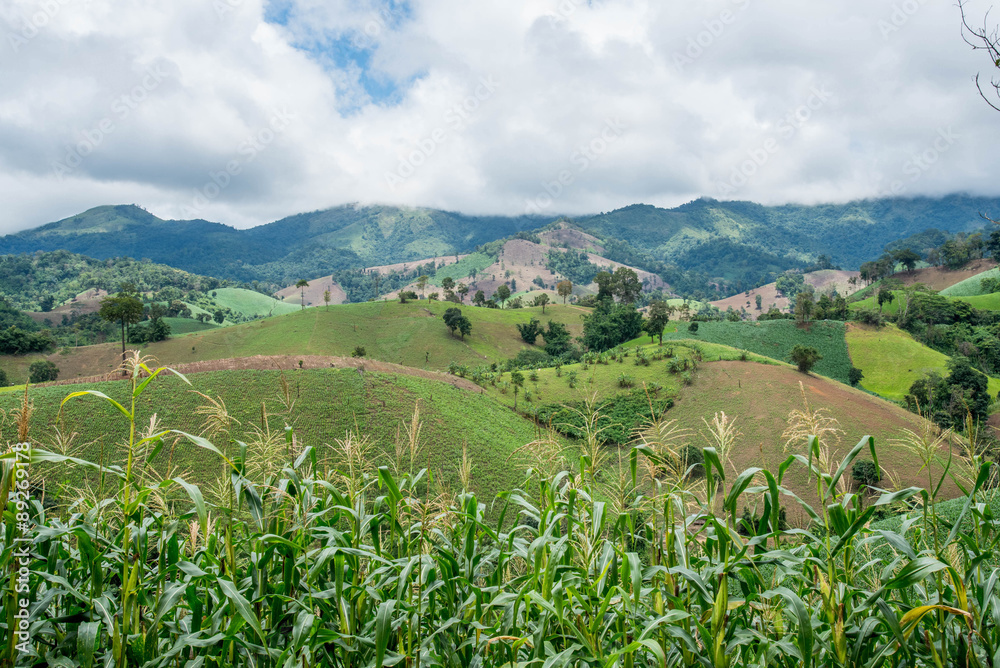 Deforestation on the mountain for agricultural at Tak province i