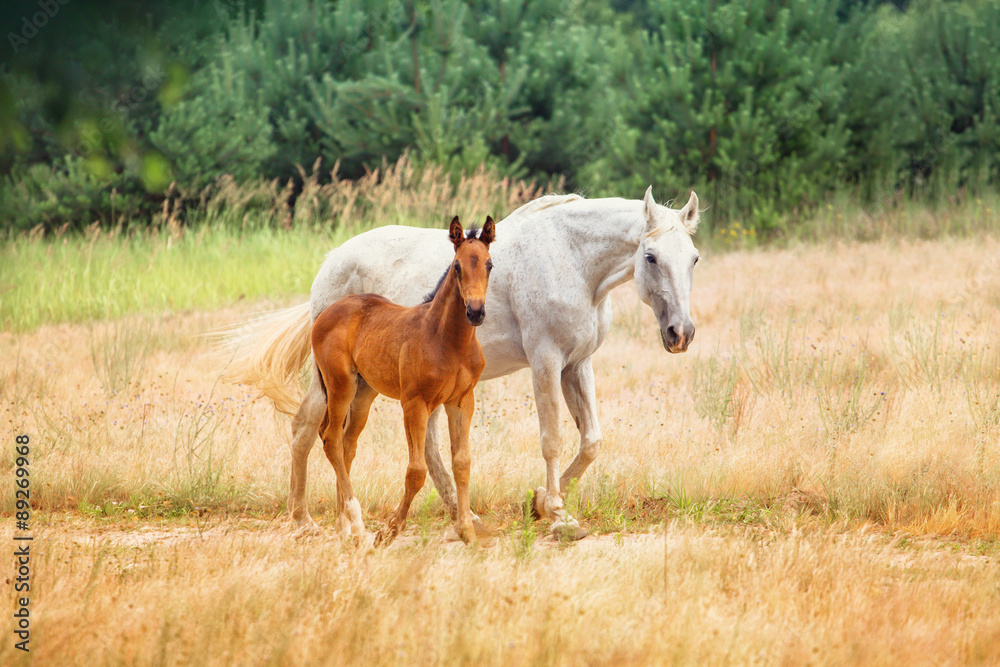 Obraz premium mare and foal