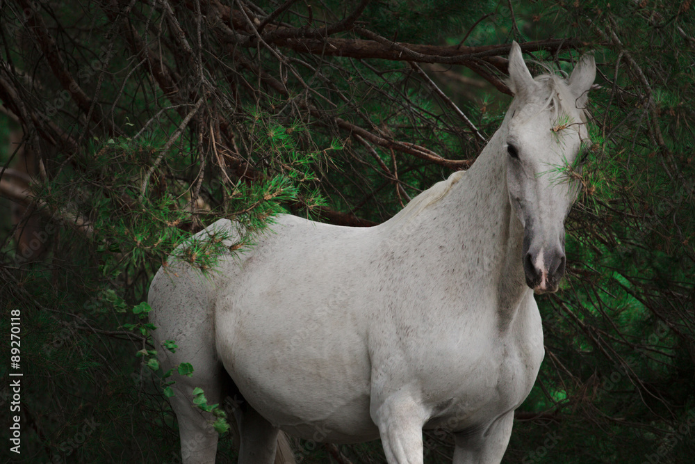 Fototapeta premium white horse
