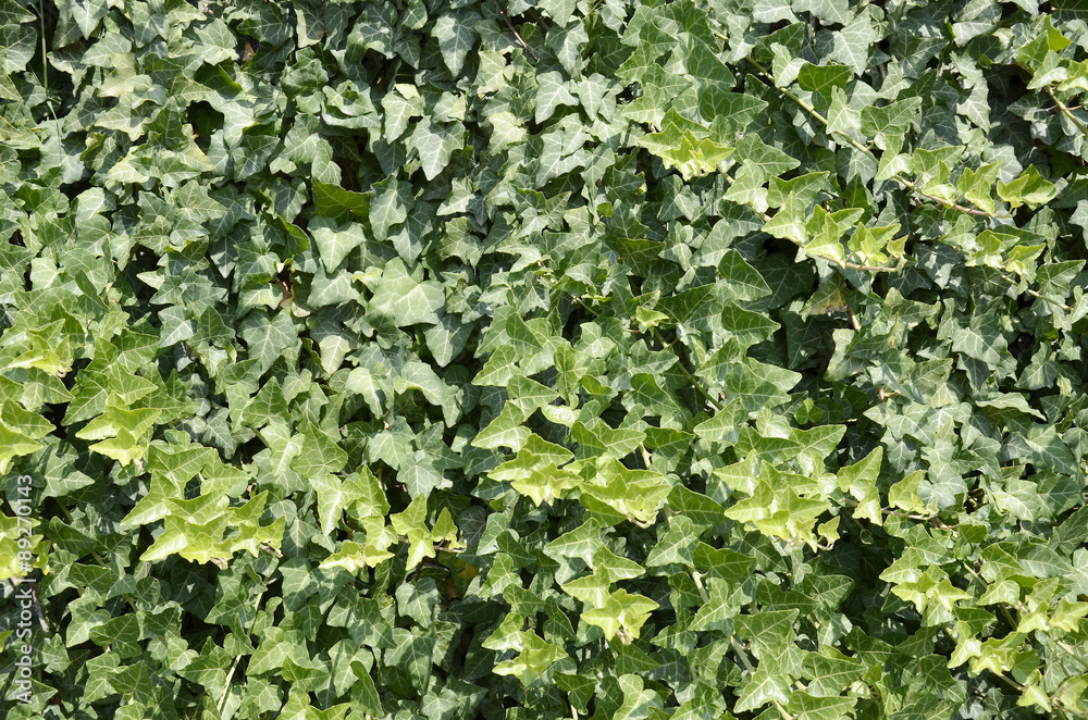 Green ivy Hedera with glossy leaves Green ivy Hedera with glossy leaves