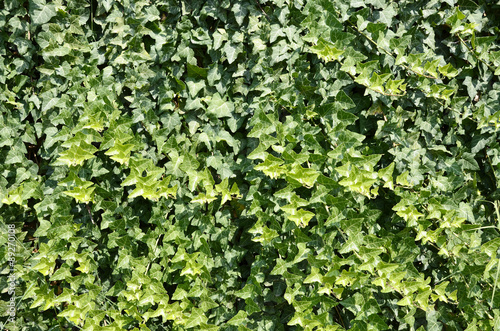 Green ivy Hedera with glossy leaves 