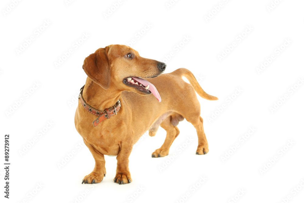 Dachshund gog isolated on a white