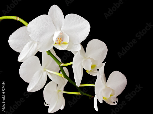 Beautiful white orchid on dark background 