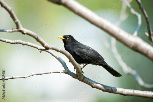 Common blackbird on the branch