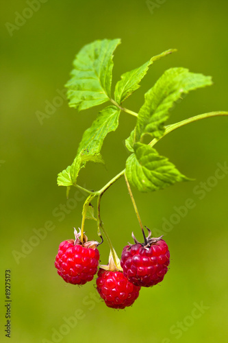 raspberries on blurred background