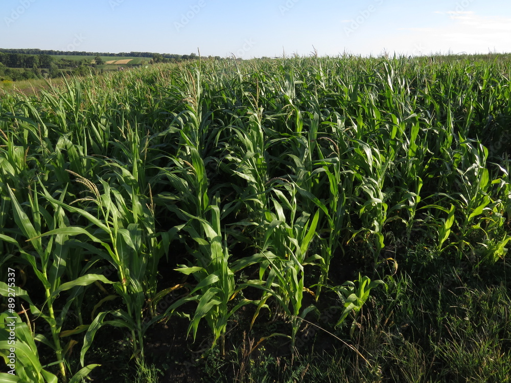 Part of the green fields of corn in the summer. Part of the green fields of corn in the summer.