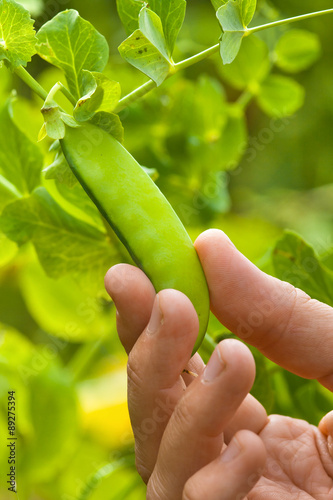 hand picking pod of peas