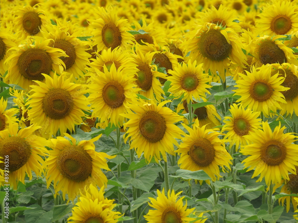 Many sunflowers blooming in a field in Ukraine. Many sunflowers blooming in a field in Ukraine.