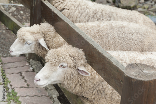 Sheep in farm