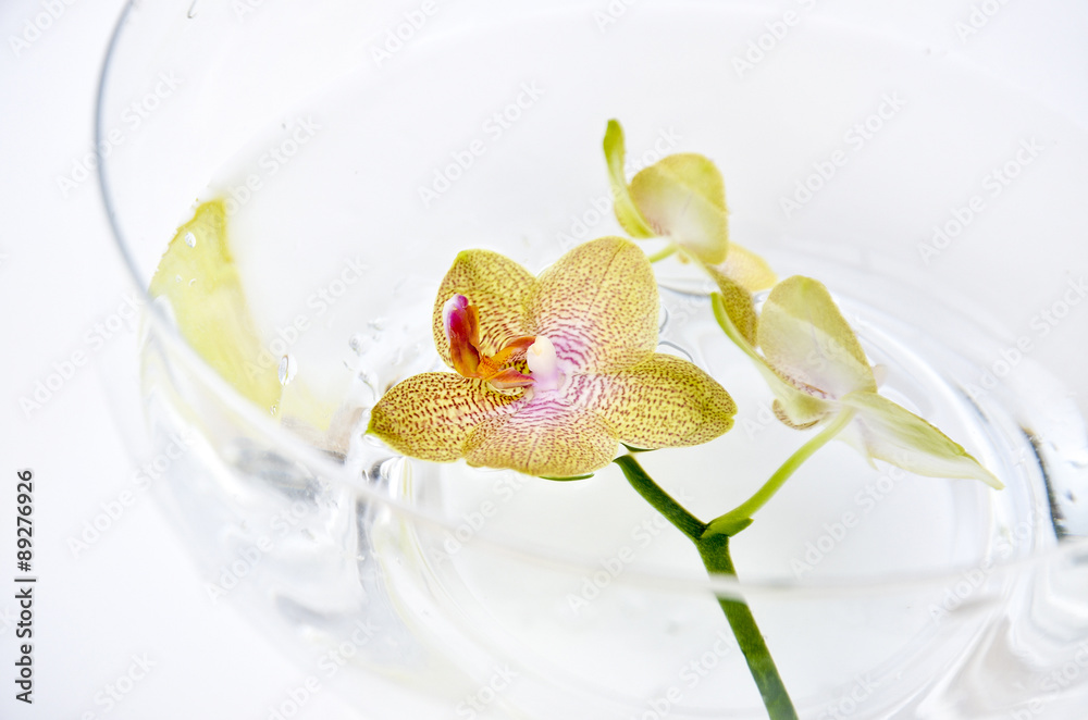 SPA orchid - obrazy, fototapety, plakaty 