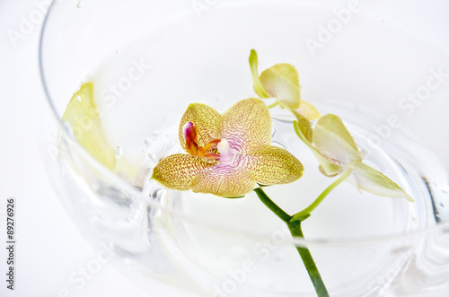 SPA orchid