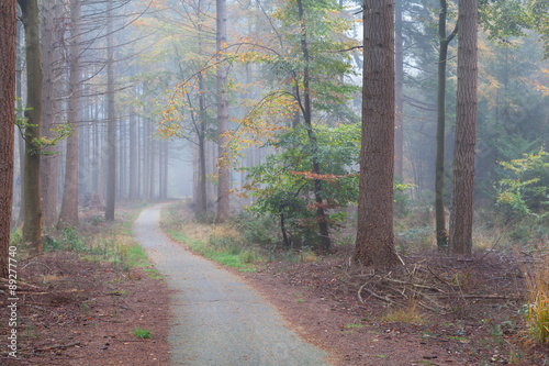 foggy forest during autumn