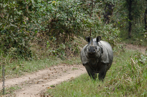 male rhino live in chitwan nationnal park , nepal photo