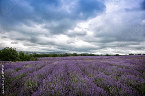 Big field of the blossoming lavender in cloudy summer day