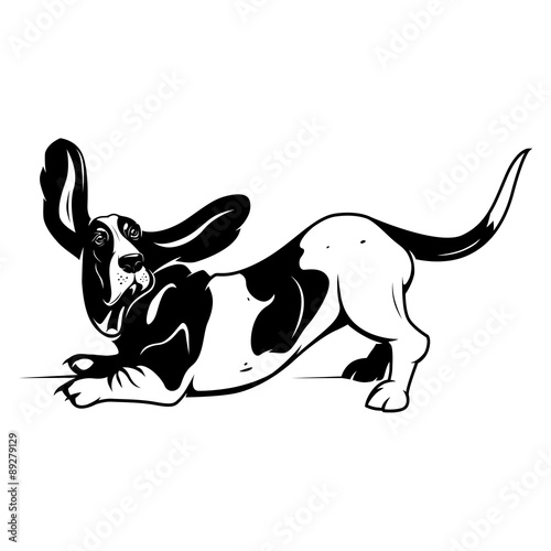 Cute Basset Hound