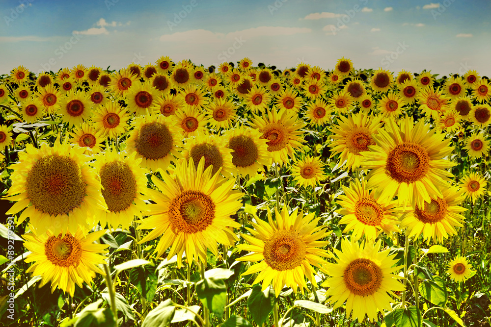 Obraz premium Beautiful sunflower field in summer