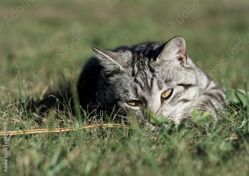 Serious young cat hiding in the grass © renatados