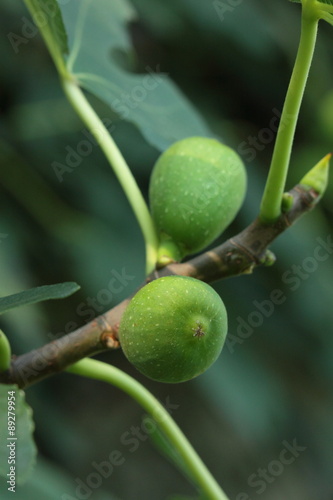 Wallpaper Mural イチジク Torontodigital.ca