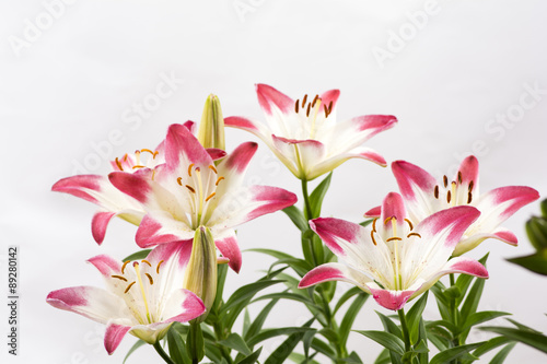 白と赤のツートンカラーのスカシユリの花