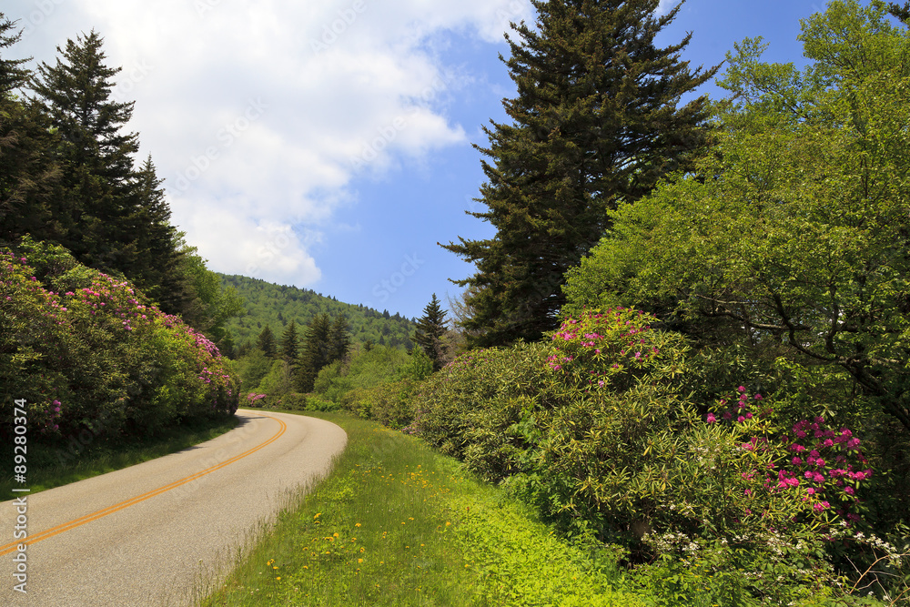 Blue Ridge Parkway with Rhododendron in Bloom beside the Road