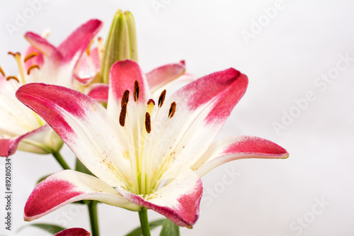 白と赤のツートンカラーのスカシユリの花のアップ