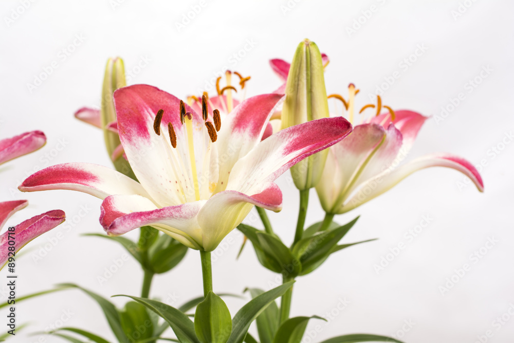 白と赤のツートンカラーのスカシユリの花 Stock 写真 Adobe Stock