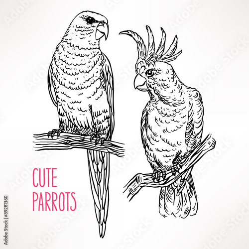 Two exotic sketch parrot