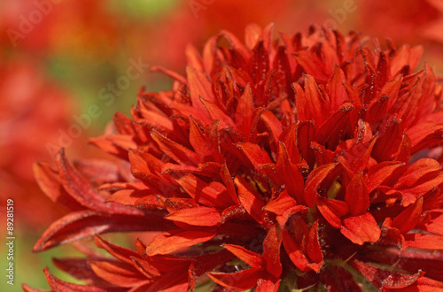 close up of red flower in garden