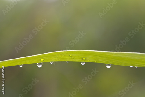 Leaf with Rain Drops. Macro photo of a leaf with rain drops.