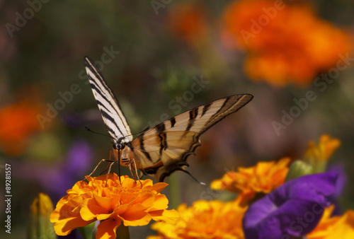 close up of Swallowtail butterfly sitting on marigold flower #89281557