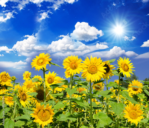 sunflowers: color of summer :) photo