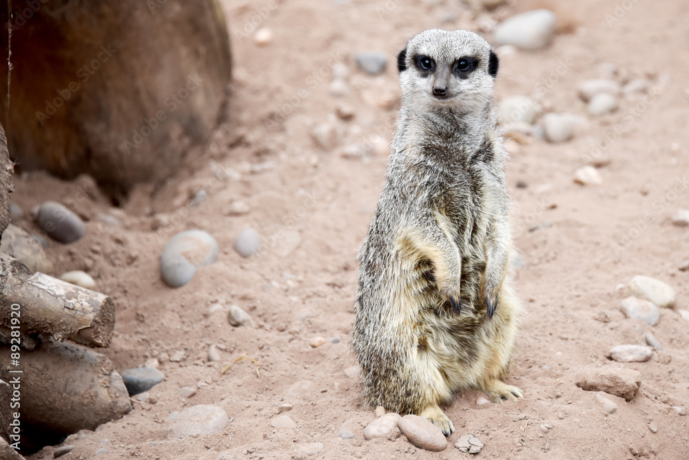 Fototapeta premium Meerkat on Guard