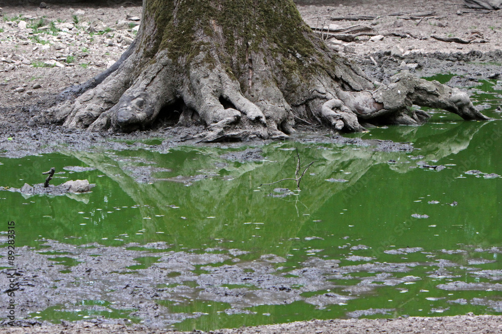 Baumwurzel und grünes Wasser