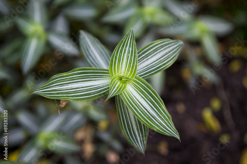 Callisia Elegans Plant photo