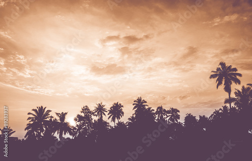 vintage filter : silhouette landscape of coconut tree ,tropical