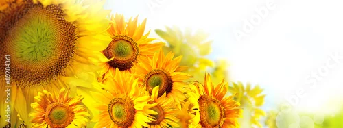 Panel kuchenny z motywem słoneczniki w słońcu