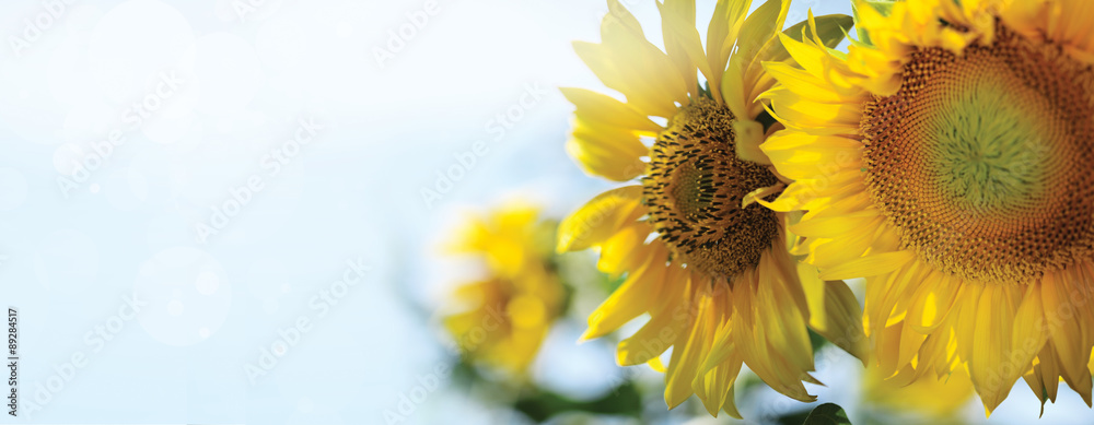 Naklejka premium słoneczniki w słońcu