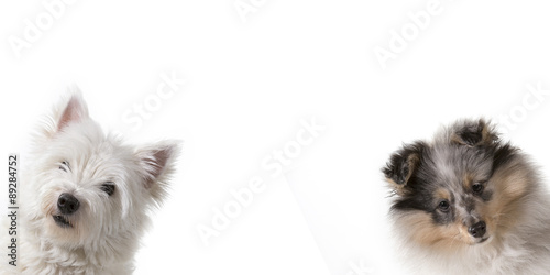 Cute puppies peeking out from the side of a white banner with room for text. The dog breeds are west highland terrier and shetland sheepdog.