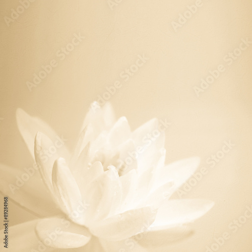 Fototapeta Naklejka Na Ścianę i Meble -  sweet color lotus in soft color and blur style on mulberry paper texture
