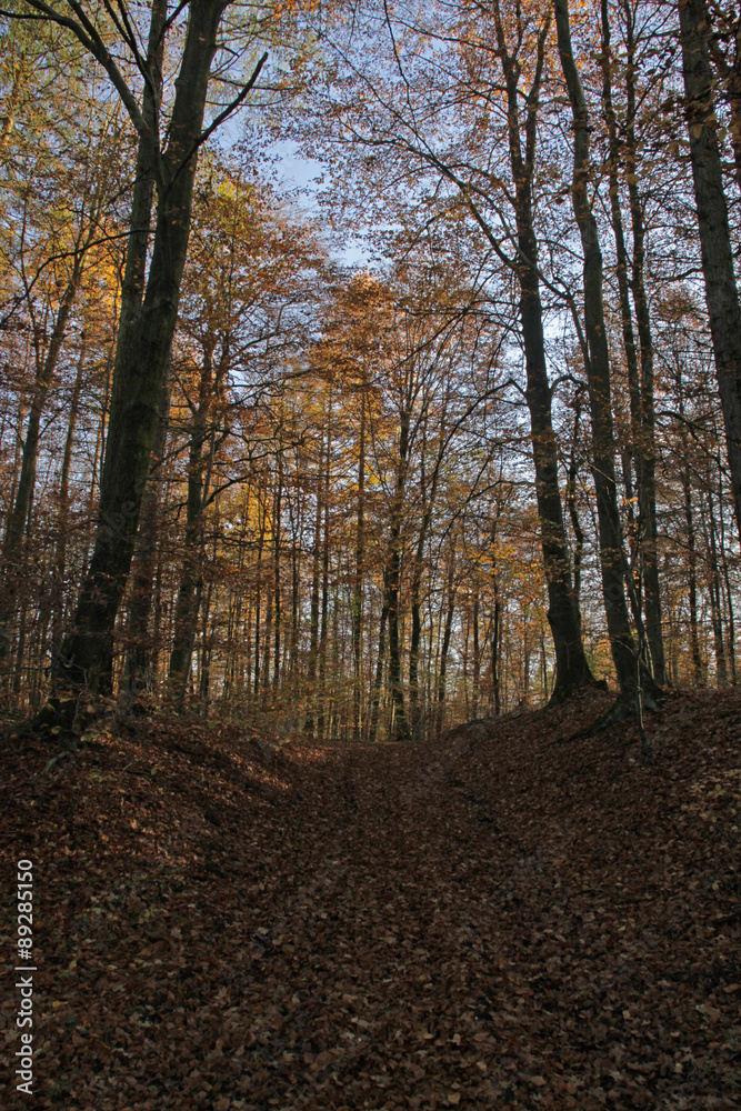 Obraz premium Herbstlicher Buchenwald