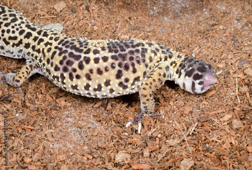 Leopardgecko wächst neuer Schwanz nach