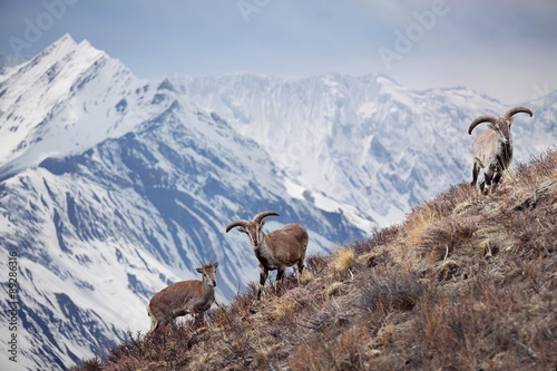 Wild blue sheep are standing on a hill next to Himalayas. Nepal, ACAP, Manang region, (4,550 m).